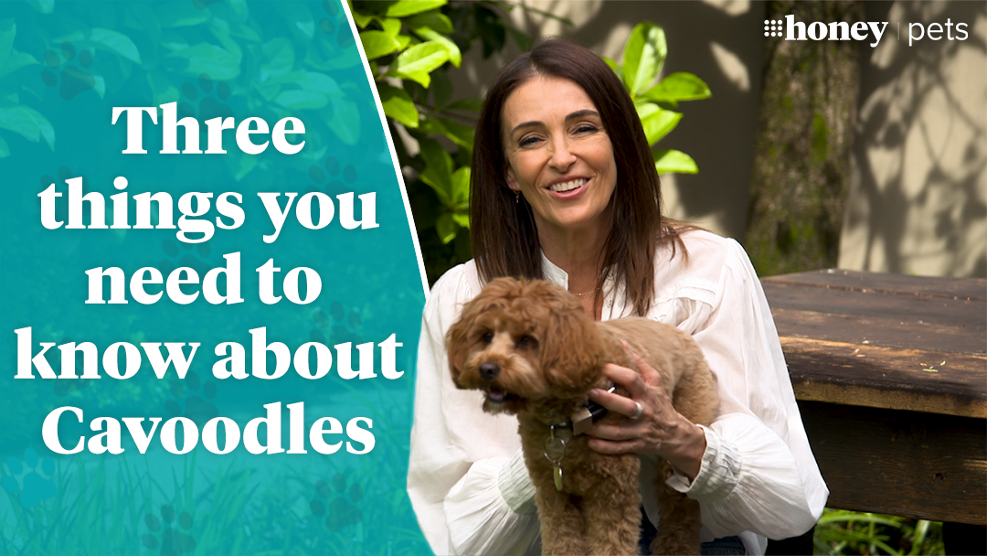 Three things you need to know about cavoodles
