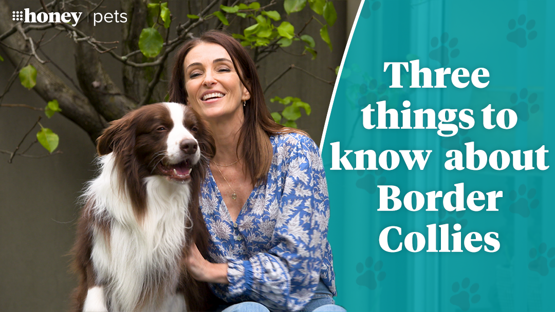 Three things you need to know about Border collies