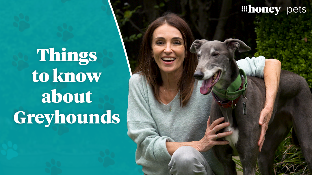 Things to know about greyhounds