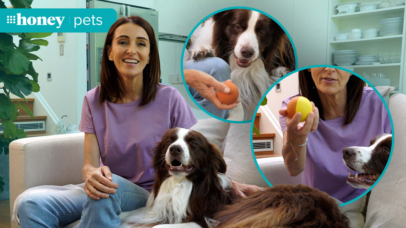 Dear Dr Katrina: 'Are tennis balls OK for playing fetch with my dog?'