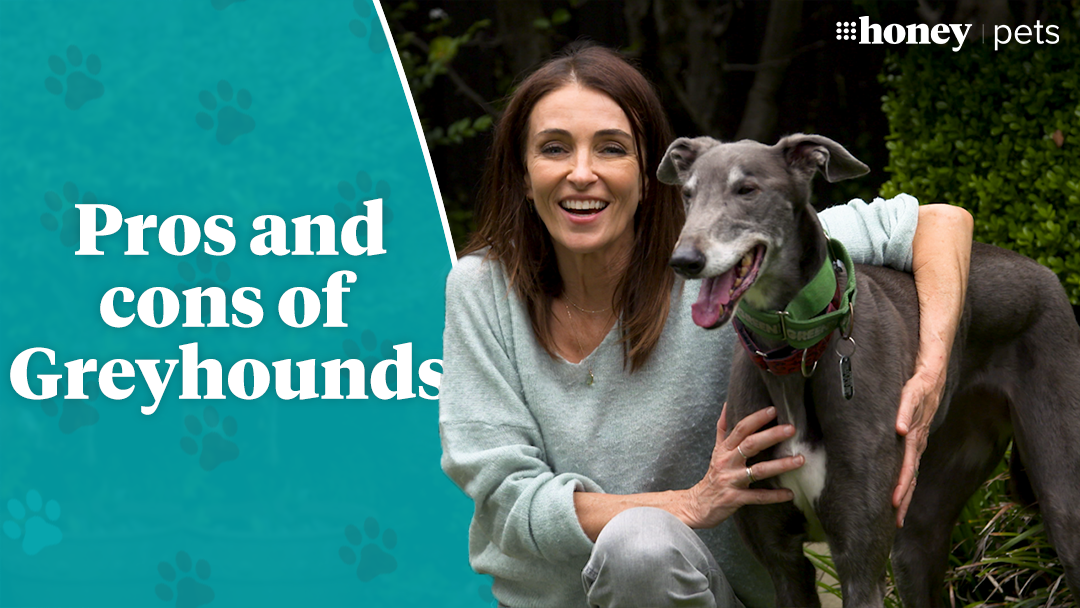 Pros and cons of greyhounds