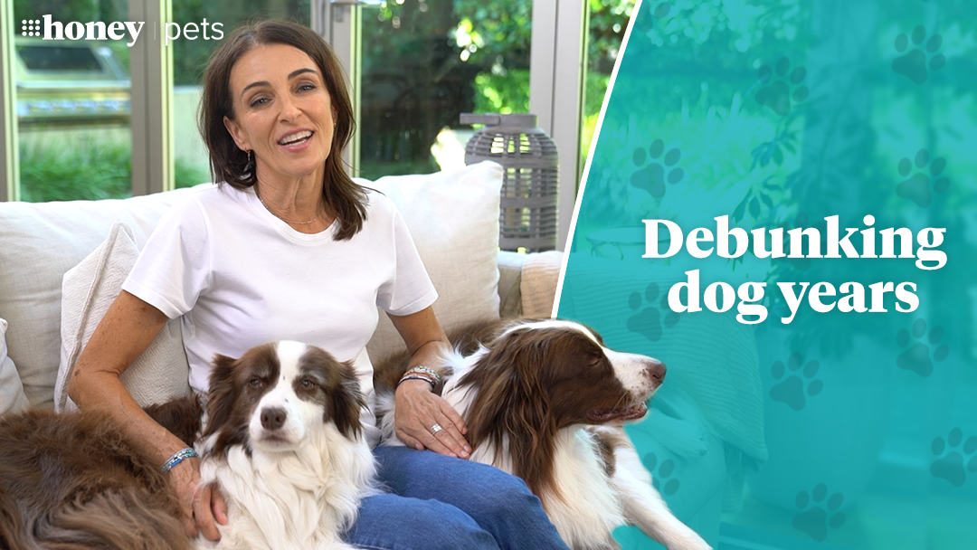 Dr Katrina Warren debunks dog years