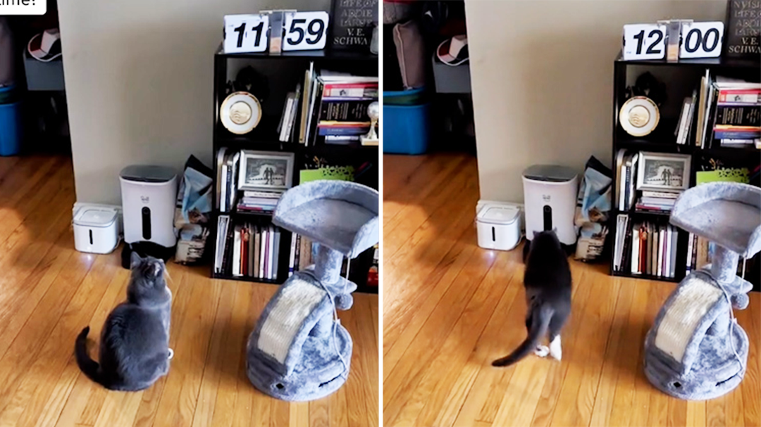 Cat learns how to tell the time