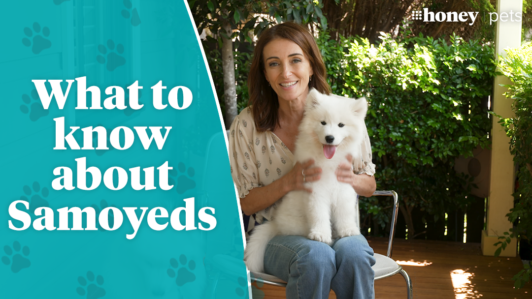 Five things you need to know about Samoyeds
