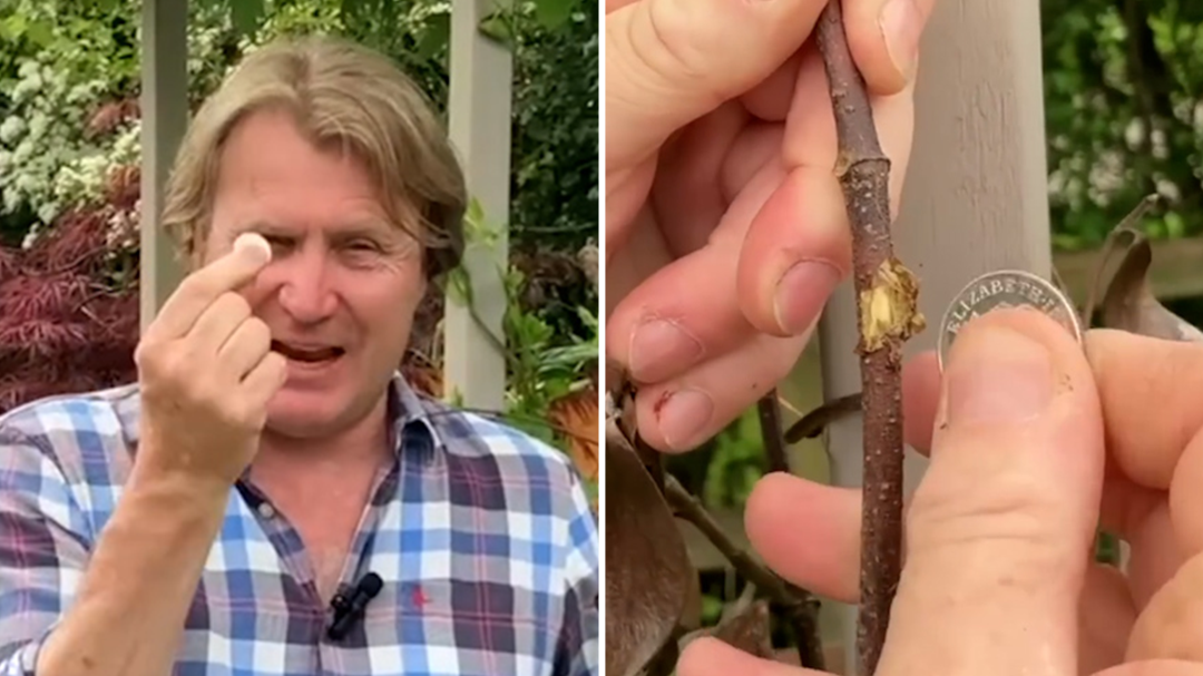 Gardener reveals how to tell if a plant is dead or alive