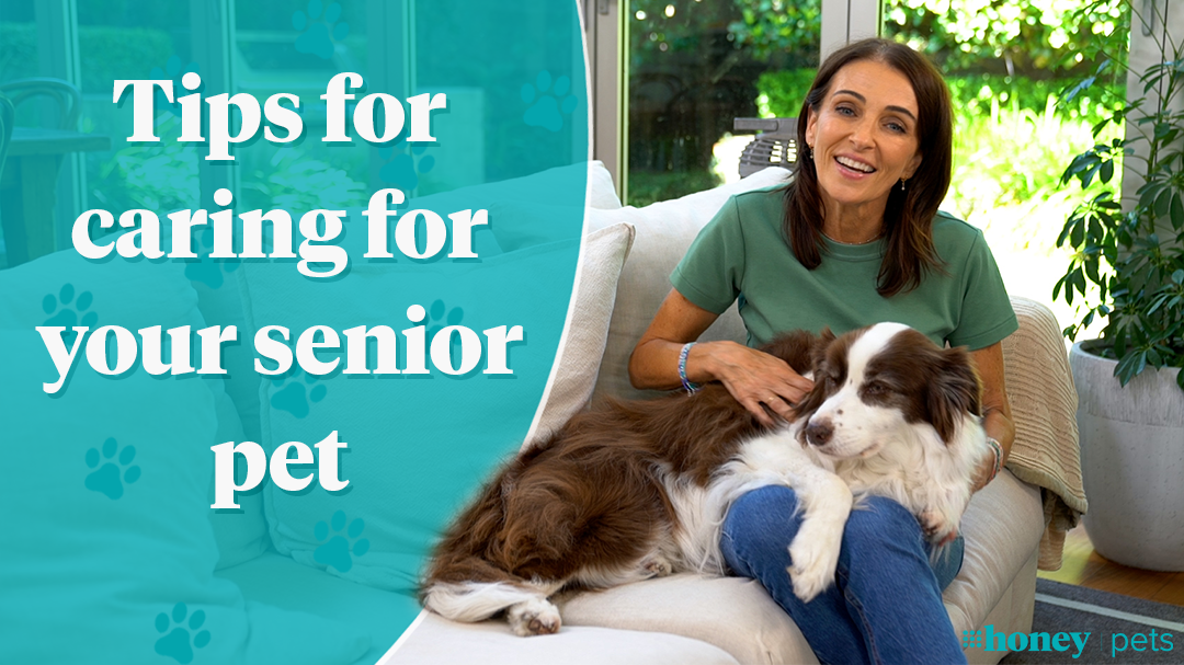 Dr Katrina Warren on how to care for your senior pet