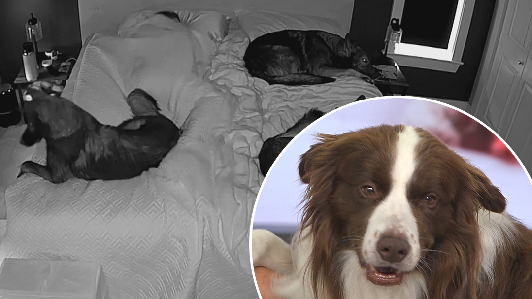 Dr Katrina Warren on whether you should share your bed with your pet